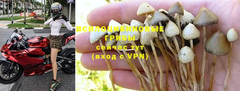 Галлюциногенные грибы Cubensis  Большой Камень 